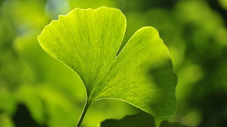 Ginkgo Biloba Memória Concentração e Circulação Fundamentos da Saúde