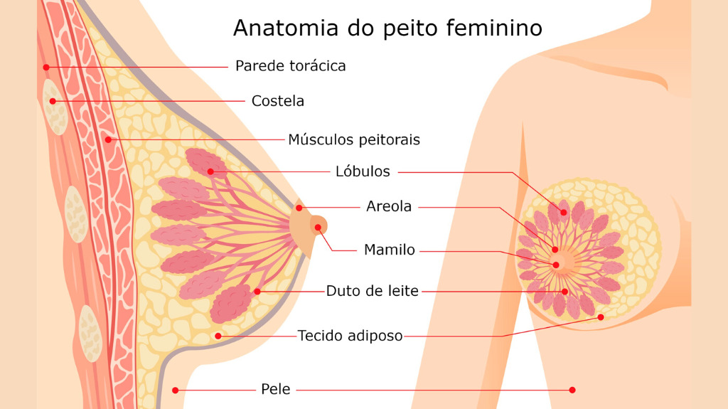 Anatomia do peito feminino