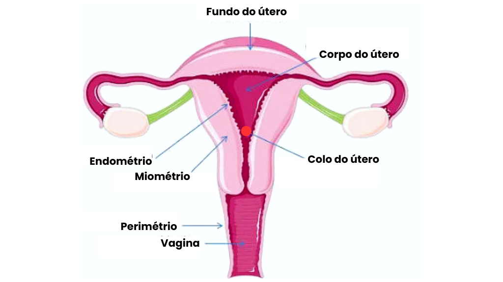 A anatomia do útero humano