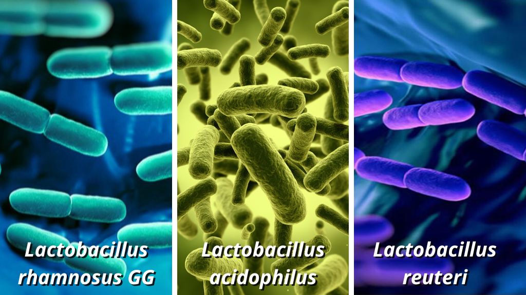 probiotico-infeccao-urinaria